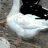 قو غاز|حیوانات مزرعه|نظرآباد, نظرآباد|دیوار