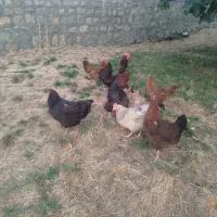 مرغ وخروس