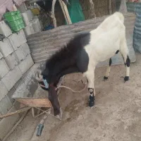 نربز پاکستانی