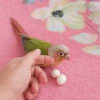 یه عدد طوطی گرینجیک ماده سخنگو ودستی