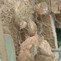 بلدرچین