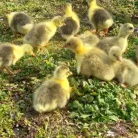 جوجه غاز ۲۰روزه