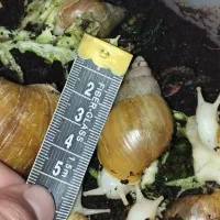 حلزون البینو|خزنده|مشهد, حجاب (شهرک غرب)|دیوار