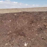 کود گوسفندی
