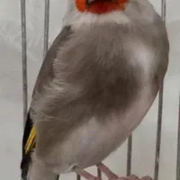 سهره سقا|پرنده|زرند, |دیوار