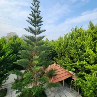 کد 80 ویلا روفگاردن کاملا فرنیش با استخر و آبنما|فروش خانه و ویلا|نوشهر, |دیوار