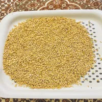 ۲۲ تن گندم بذر مادری رقم میهن