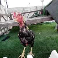 خروس لاری|حیوانات مزرعه|ماهدشت, |دیوار