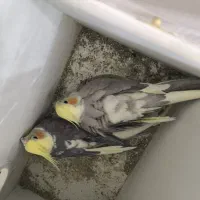 عروس هلندی با تخم و جوجه|پرنده|مشهد, شهید قربانی|دیوار