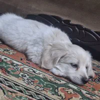 سگ کوچولو|سگ|اصفهان, خانه اصفهان|دیوار