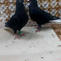 کبوتردم سفید|پرنده|مشهد, انصار|دیوار