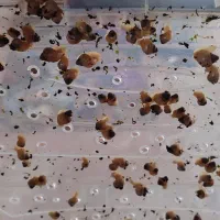 فروش حلزون|خزنده|اصفهان, شهرک امام زمان|دیوار