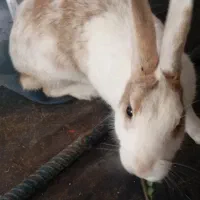 خرگوش سر حال