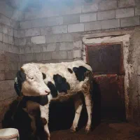 گوساله سیمینتال تقریباً 360 الی 370کیلویی