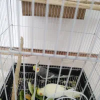 نروماده کار داده عالی