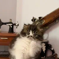 گربه پرشین کوچولو