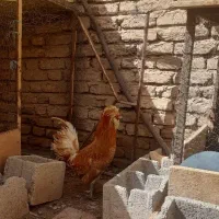 خروس پولند طلایی اصیل خالص