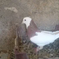 مجسمه