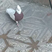 طوق سرخ کبوتر