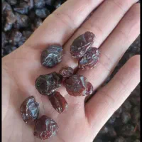 مویز بش شیراز(دشمن زیاری)|خوردنی و آشامیدنی|شیراز, فرگاز|دیوار
