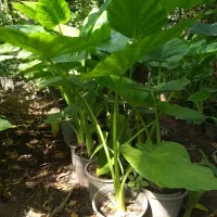 ۷۵ عدد باباآدم ۷۰ و ۸۰ سانتی متری