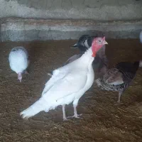 خروس باغلمو