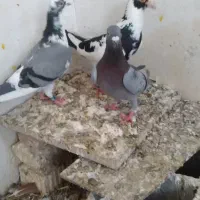 جفت ابلغ سبز وسیاه پلاکی