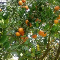 پرتغال در خرده فروشی