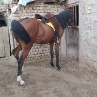 اسب مادیان