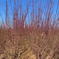 نهال فقط ۶۰ تومن