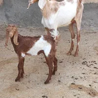 بز و بزغاله پاکستانی اصل گوش بلند