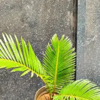 گل نخل سیکاس و یوکا|گل و گیاه طبیعی|کرج, دولت‌آباد|دیوار