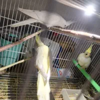 عروس هلندی باتخم .گرینچیک‌..مرغ عشق