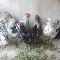 جوجه گلین وتخم مرغ نطفه دار از نژاد گلین|حیوانات مزرعه|الیگودرز, |دیوار