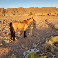 اسب|اسب و تجهیزات اسب‌سواری|زرند, |دیوار