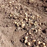 سیب زمینی|عمده‌فروشی|چنارود, |دیوار