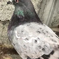 کبوتر پرشی ساعت بالا