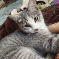گربه گم شده
