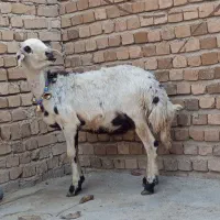 گوسفند بره قوچ|حیوانات مزرعه|بروجرد, |دیوار