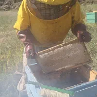 عسل کوه بلقیس