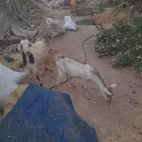 چندتا کهره ماده و ۲تانر