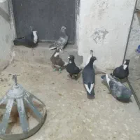 نر تبعیدی گردن کلفت زرند|پرنده|کرمان, |دیوار