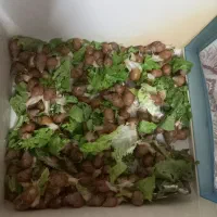 حلزون اچاتینا