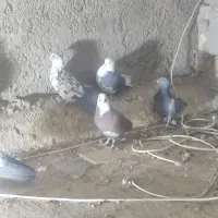 کبوتر|پرنده|سمنان, |دیوار