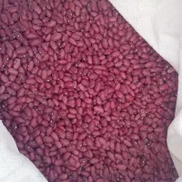 فروش لوبیا قرمز