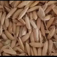چلتوک
