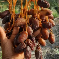 نهال های خرما|خدمات باغبانی و درختکاری|مرودشت, ژیان|دیوار