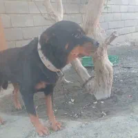 سگ روتوایلر|سگ|بندرعباس, |دیوار