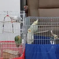 عروس هلندی و طوطی برزیلی|پرنده|کرج, حصارک بالا|دیوار