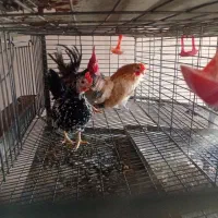 جوجه مرغ مینیاتوری یک ماهه|حیوانات مزرعه|پاکدشت, پاکدشت (مامازند)|دیوار